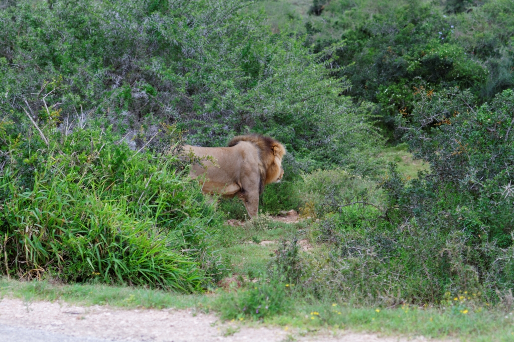 06 - Addo Elephant NP (20).jpg